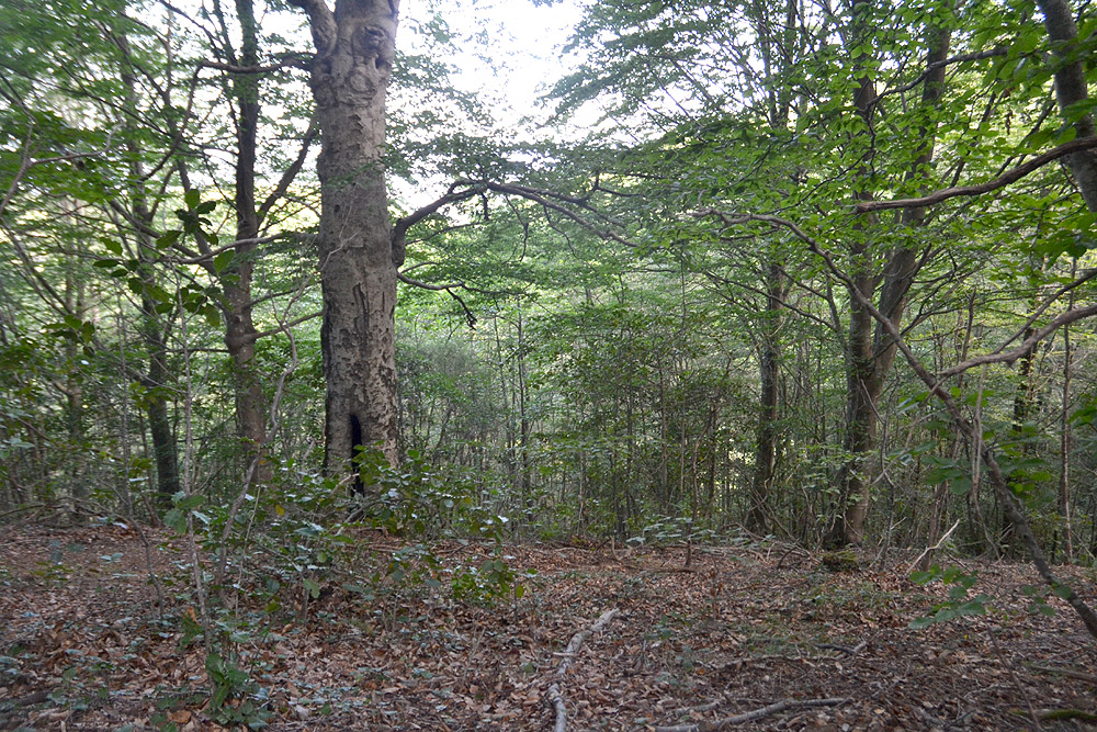 Una Illa Europea En Un Mar De Mediterranietat, La Fageda Del Montnegre.